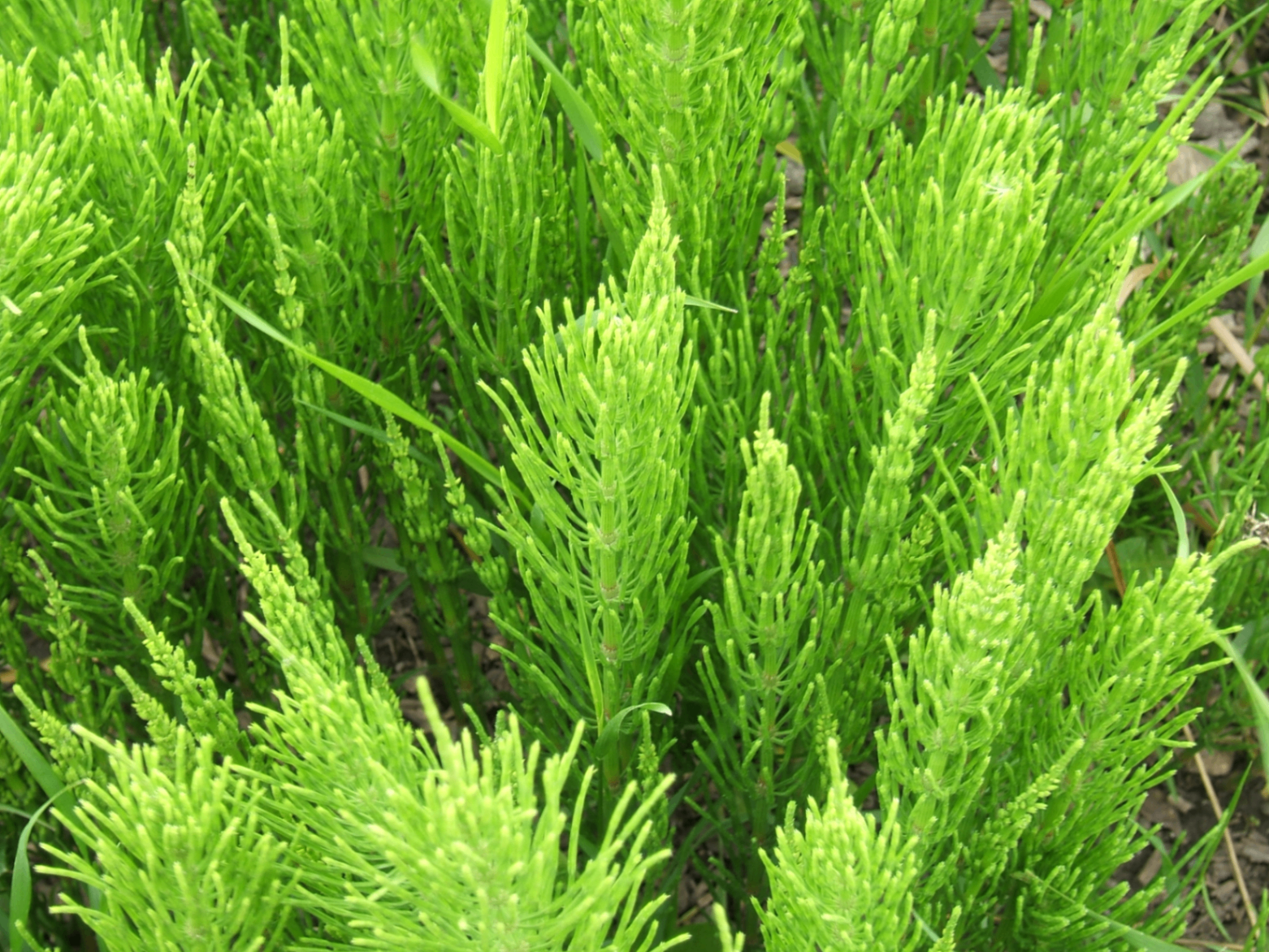 Cavalinha (Equisetum arvense) — equiseto